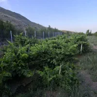 باغ قز