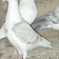 کبوتر