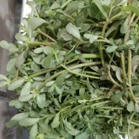 خرفه سبز محلی