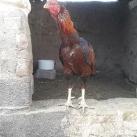 خروس لاری اصل افغان