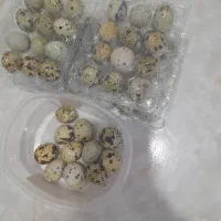 تخم بلدرچین تازه