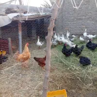 فروش یکجا غاز ومرغ وخروس برهما لایت