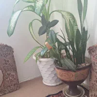 فروش گل