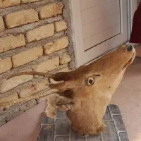 ماکت شاخ گوزن دکوری