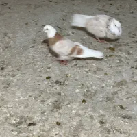 کبوتر هما زرد