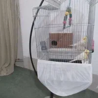 عروس هلندی