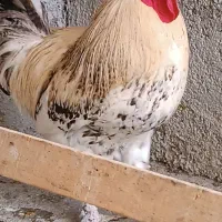 خروس