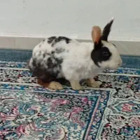 خرگوش نر