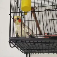طوطی عروس نر