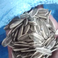 تخمه اس ۴۰۰  ۱۵کیلو
