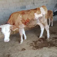 فروش 3 راس گاو و گوساله