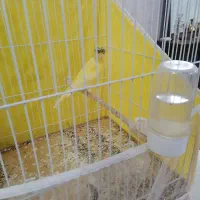 قناری زرد کاکلی نر مست