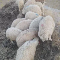 بره درجه یک