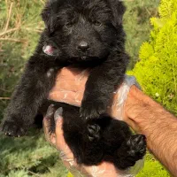 ژرمن بلک موبلند شولاین با شجره اصالت به نام خودتون
