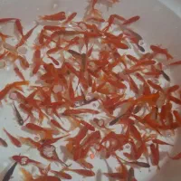 ماهی قرمز ۳ دم و کوی و گلدفیش بلک