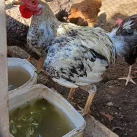 غاز نر وماده با جوجه هاشون مرغ وخروس عربی اصل