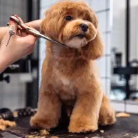 آرایشگر ، گرومر