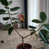 گل طبیعی|گل و گیاه طبیعی|قوچان, |دیوار