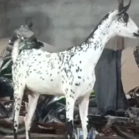 بز کرانچی اصل سه قلوزا