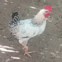 فروش خروس