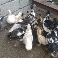 نیمچه اردک اسرائیلی