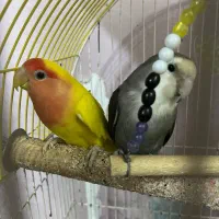 کوتوله مولد