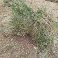 یونجه|لوازم جانبی حیوانات|اهر, |دیوار