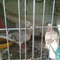 کفتر نرو ماده