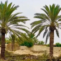 اگهی کاشت و فروش