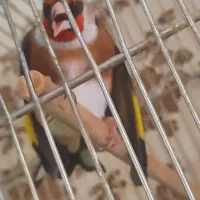 سره مست زیرباری لر