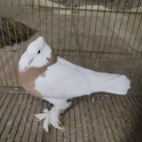 کفتر طوقی ماده