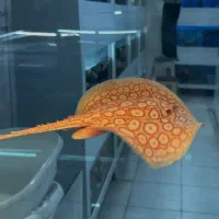 سفره البینو پرل (اسپیشیال پترن)