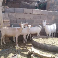 کولارسانن