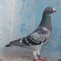 عراق سرعتی بیسکتل