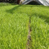 توم برنج هاشمی درجه یک   غالبی  تعداد۱۲۰ غالب