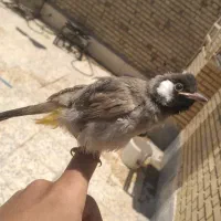 سوسنگرد