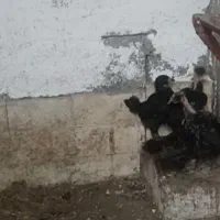 ۴تاجوجه محلی سالم سالم