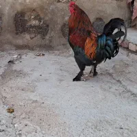خروس|حیوانات مزرعه|شوط, |دیوار