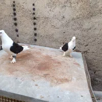 دو جفت طوقی شکلاتی