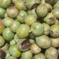 میوه سر درختی سیب و انواع میوه جات