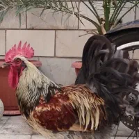 خروس محلی و لاری جوان و زیبا