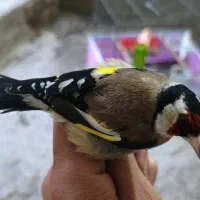 سهره|پرنده|زنجان, |دیوار