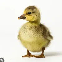 جوجه قو قاز یک هفته اصیل