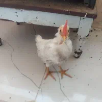 جوجه خروس سهماهه