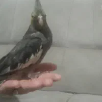 عروس هلندی