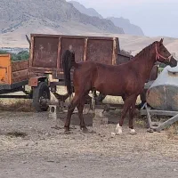 اسب نریان کره کیان ایوانی
