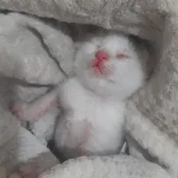 گربه