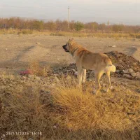 فروشی|سگ|بناب, |دیوار