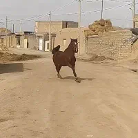 کره اسب مادیان