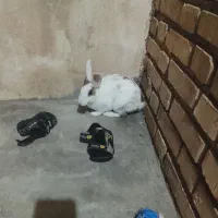 خرگوش زبل باهوش